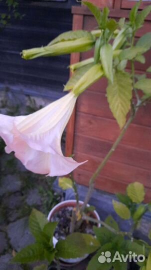 Брукмансия,кадочное растение