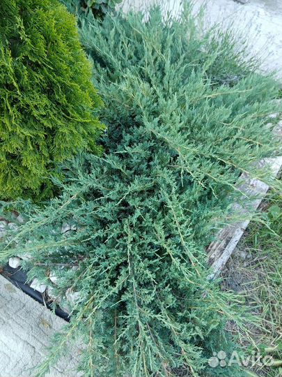 Можжевельник казацкий 2 сорта (саженцы)