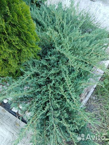 Можжевельник казацкий 2 сорта (саженцы)