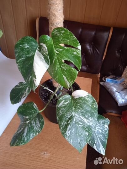 Домашние растения