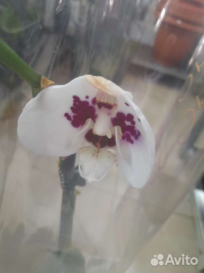 Орхидеи отцветашки