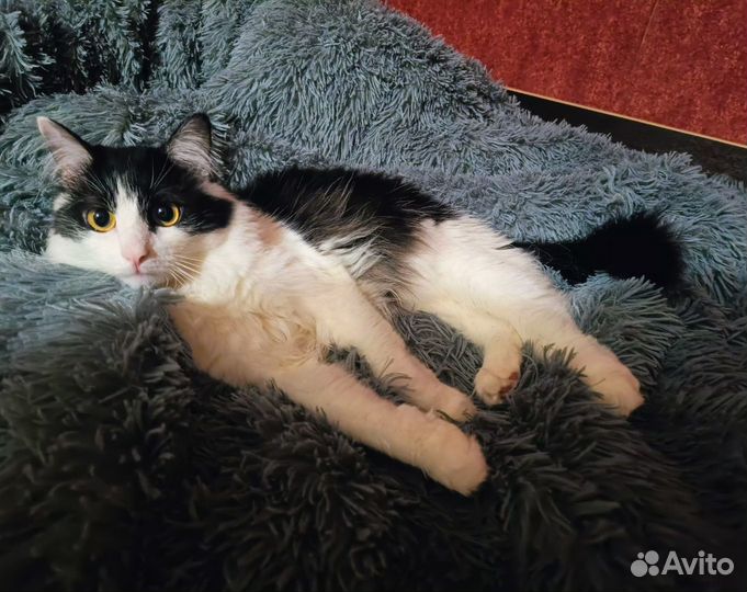 Отдам кота в добрые руки