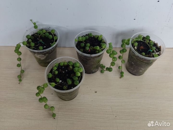 Крестовник Роули