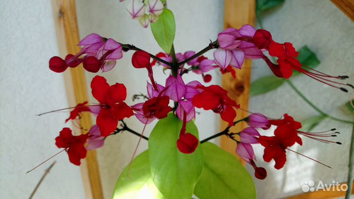 Клеродендрумы