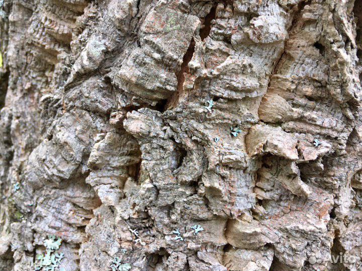 Бархат Амурский (сеянцы/саженцы)