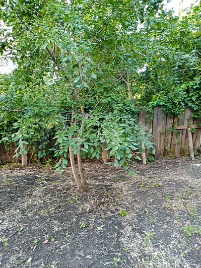 Участок 2 сот. (ИЖС)