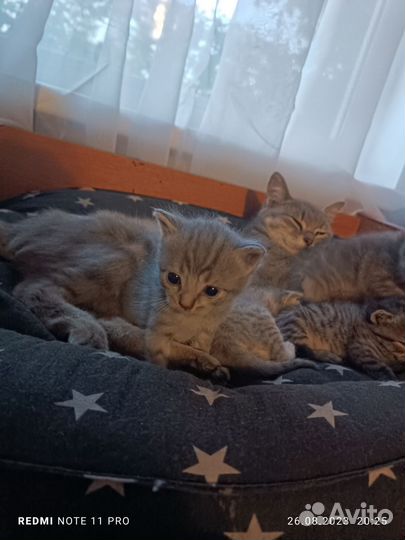 Кошка в дар бесплатно