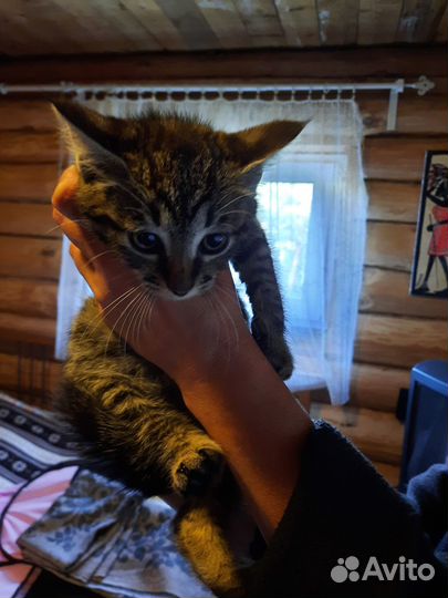 Котята ищут дом