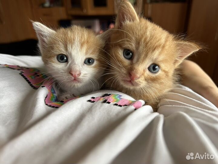 Кошка и кот