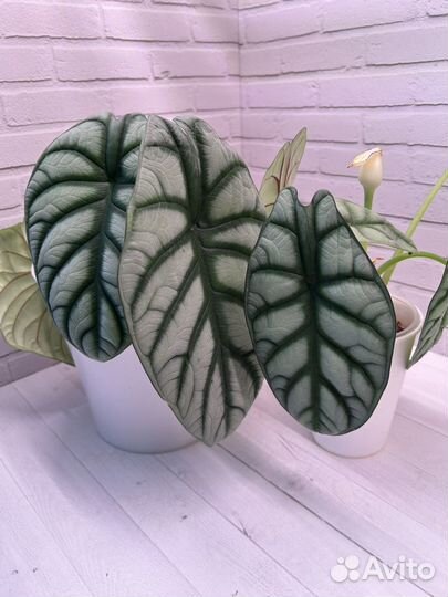Алоказия Серебряный Дракон(Alocasia silver dragon)
