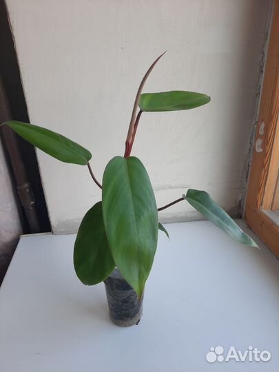 Филодендрон краснеющий