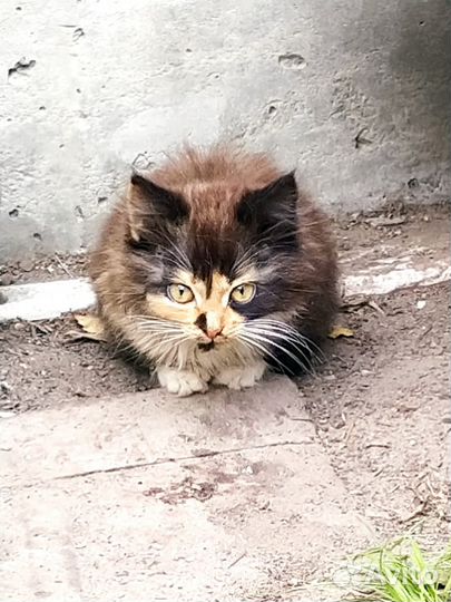 Котенок в добрые руки, бесплатно