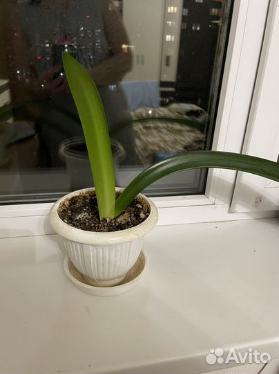 Гиппеаструм