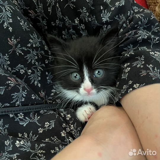 Котенок бесплатно мальчик