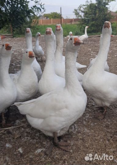 Гуси на мясо