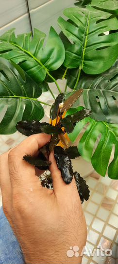 Буцефаландрыи мох феникс