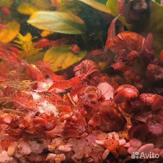 Аквариумные рыбки,креветки вишневая(черри)