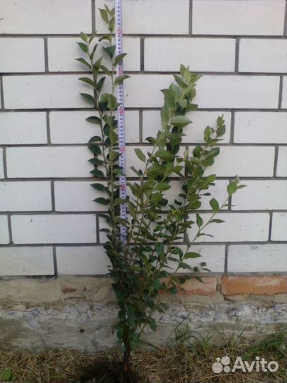 Кизильник блестящий