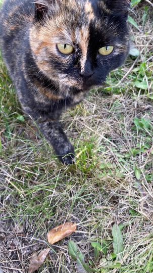 Кошечка очень ищет дом
