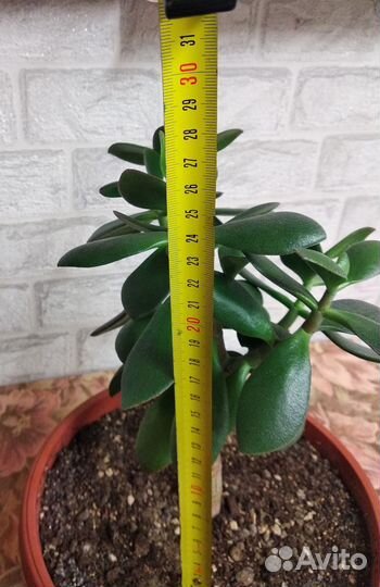 Толстянка денежное дерево