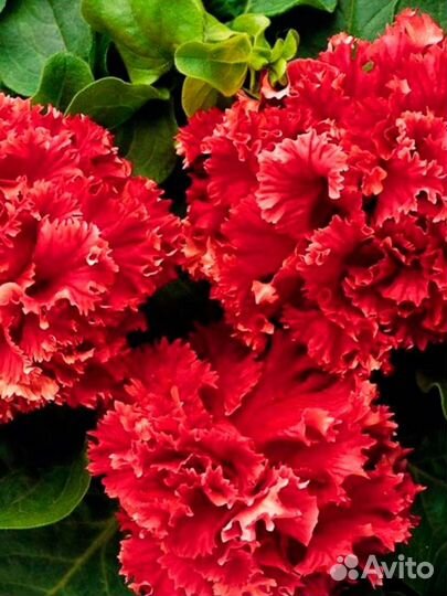 Рассада петунии Валентина