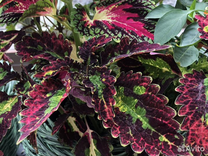 Набор вегетативных растений для сада и балкона