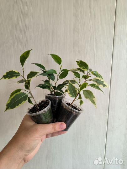 Фикус бенджамина