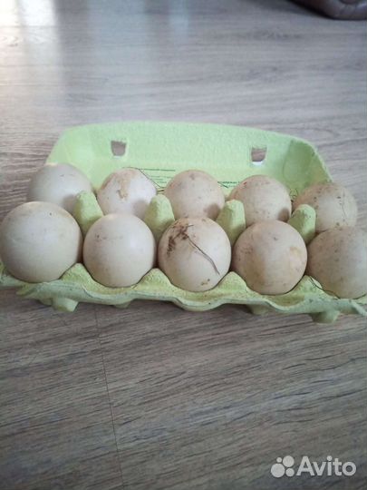 Инкубационное яйцо индоутки