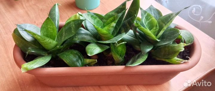 Сансевиерия