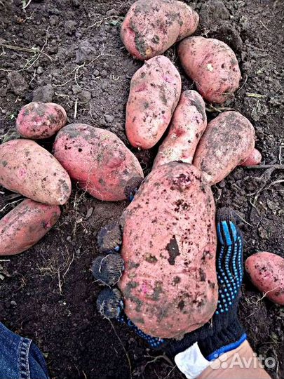 Картофель сорта Розара, бесплатная доставка