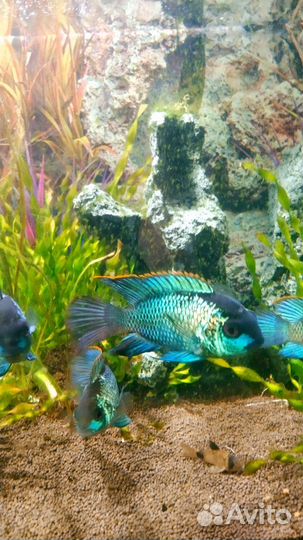 Аквариумные рыбы цихлиды