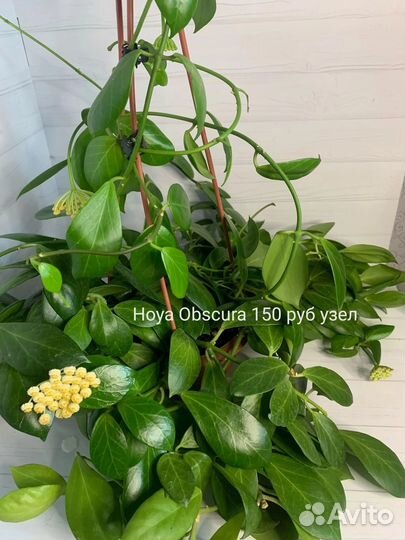 Хойя
