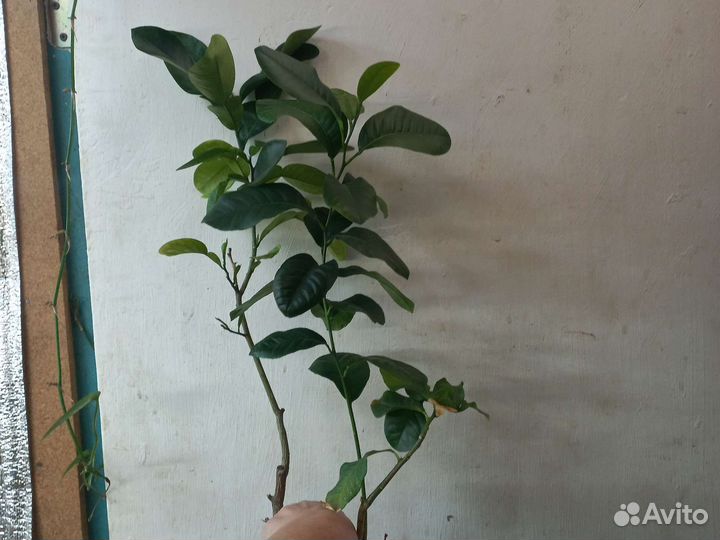 Дички лимонов и помело для прививок