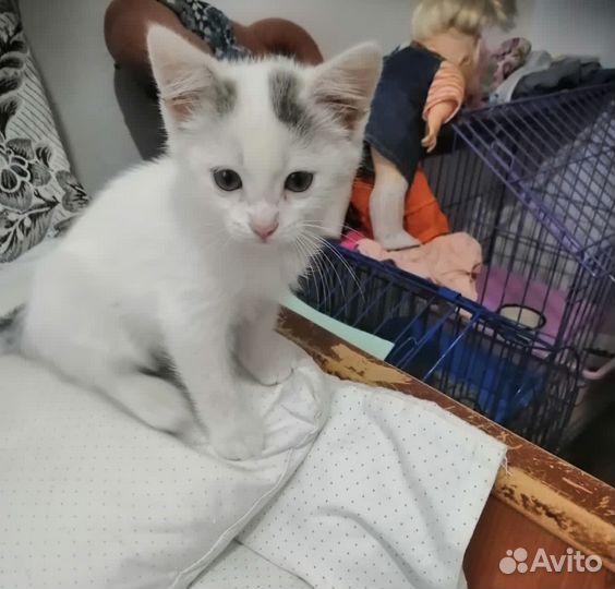 Котёнок