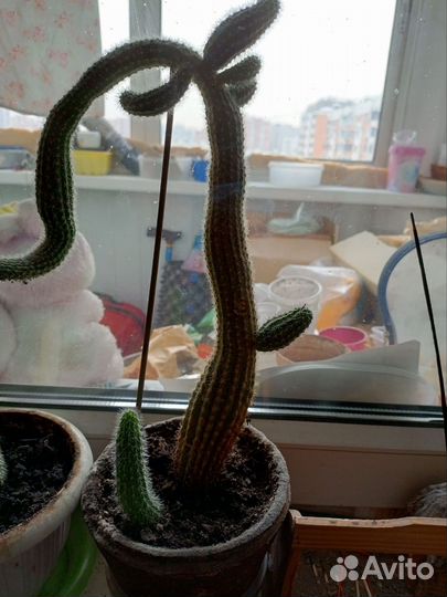 Большой кактус