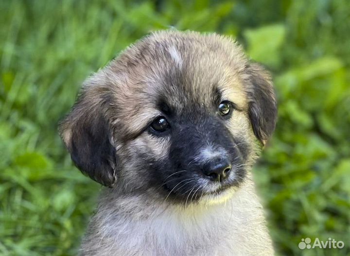 Лайма - щенок-девочка в дар