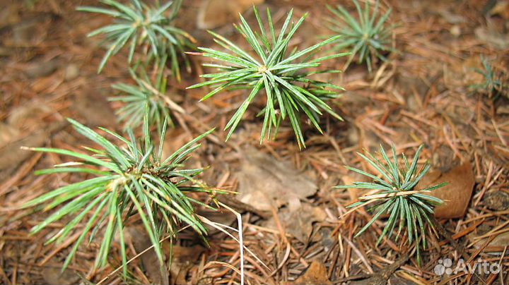 Кедр в подарок (любимым)