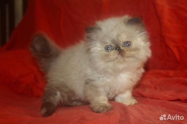 Персидская девочка