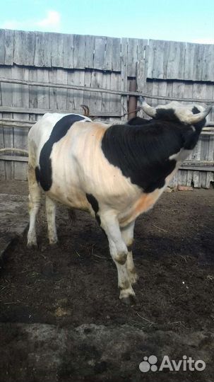 Бык 1,5 года,упитанный