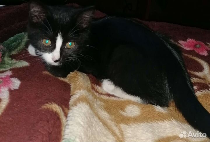 Отдам кошечку в хорошие руки бесплатно