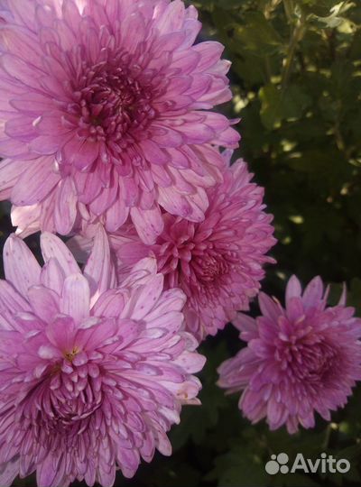 Хризантемы многолетние