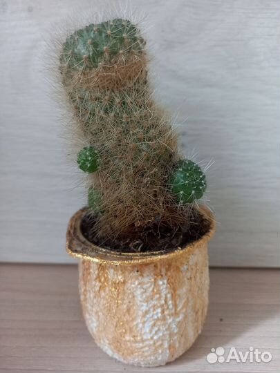 Кактусы из личной коллекции