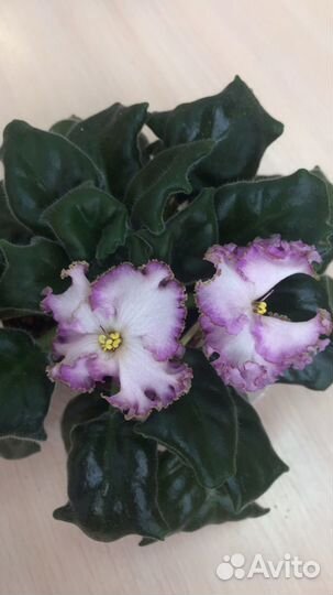 Фиалки сортовые