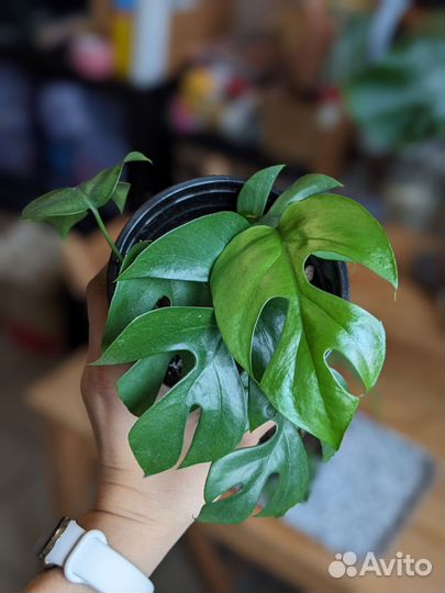 Монстера Минима Рафидофора