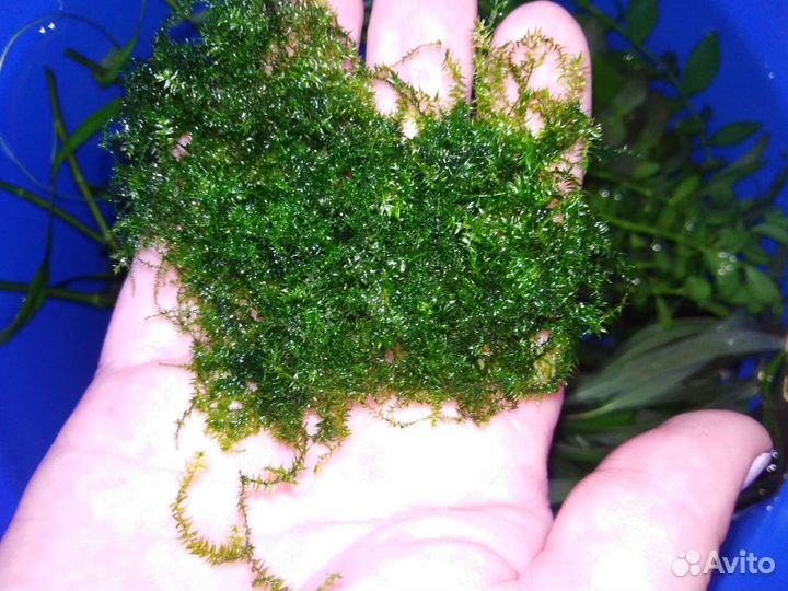 Аквариумные растения