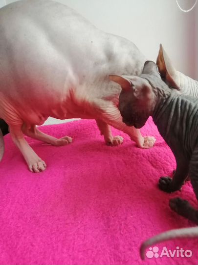 Канадский сфинкс котенок