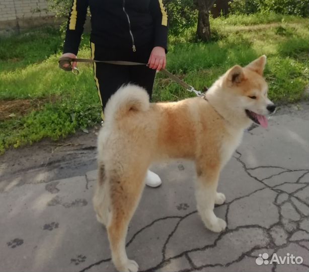 Акита ину