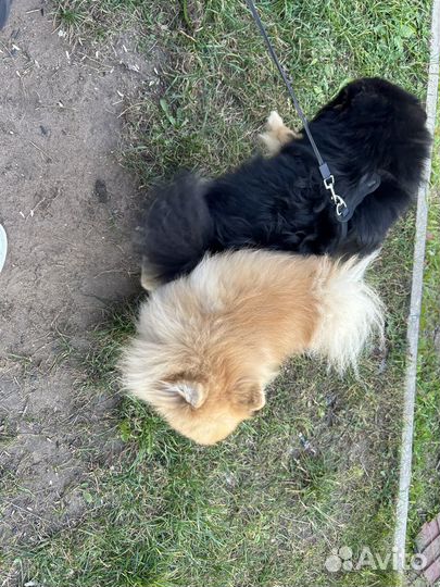 Передержка маленьких собак до 10 кг