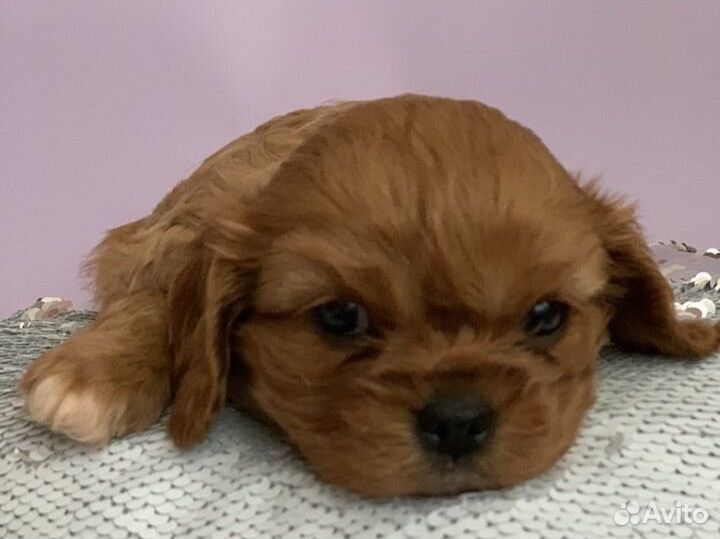 Девочки кавалер кинг чарльз спаниель