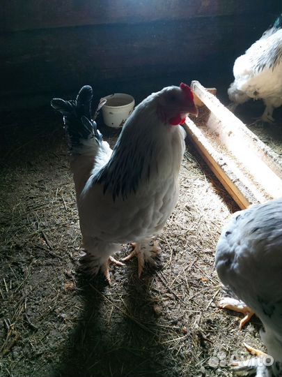 Петух брама +2 курицы брама